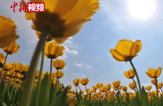 L(zhng)ɳV 㻨糱ҕl