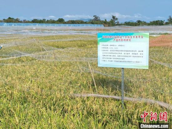 中國耐鹽堿水稻技術不斷取得新突破